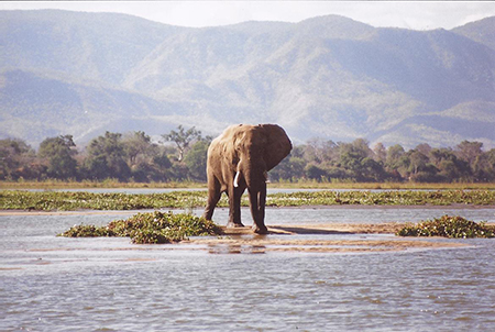 Even the Elephant will contact us